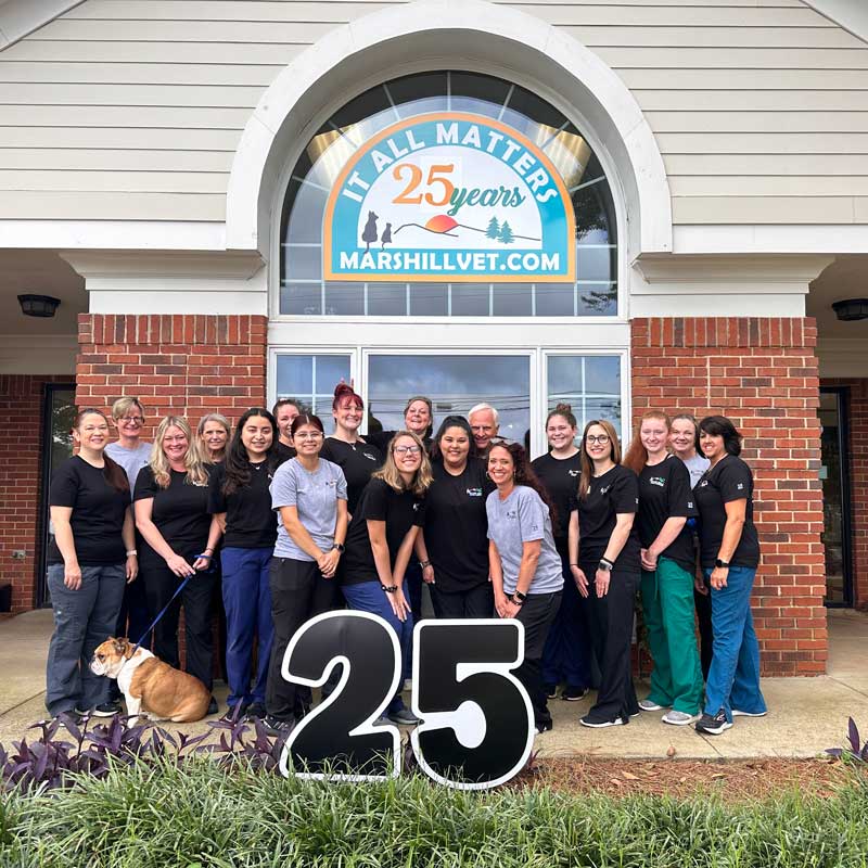 Dog & Cat Veterinarians